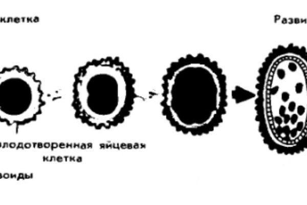 Https bs2site at ссылка blacksprut